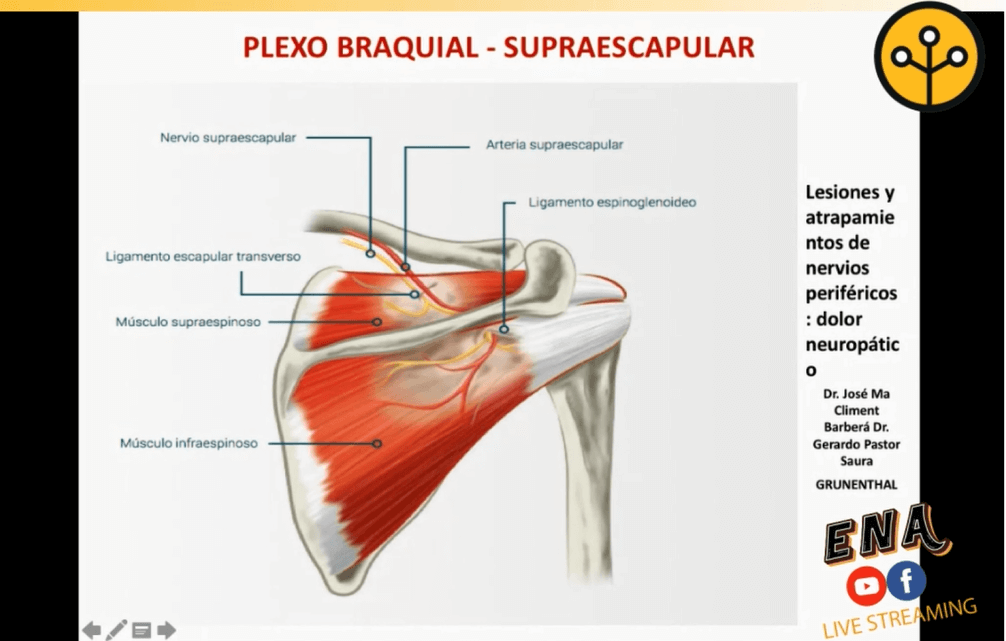 nervio-supraescapular-ena-con-juan-minano