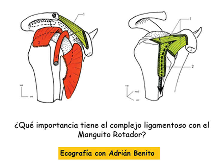 que-importancia-tiene-el-complejo-ligamentoso-con-el-manguito-rotador