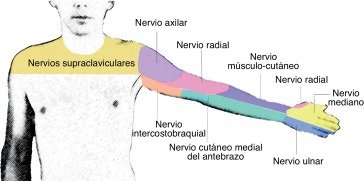 Dermatomas-de-la-parte-anterior-del-miembro-superior.png